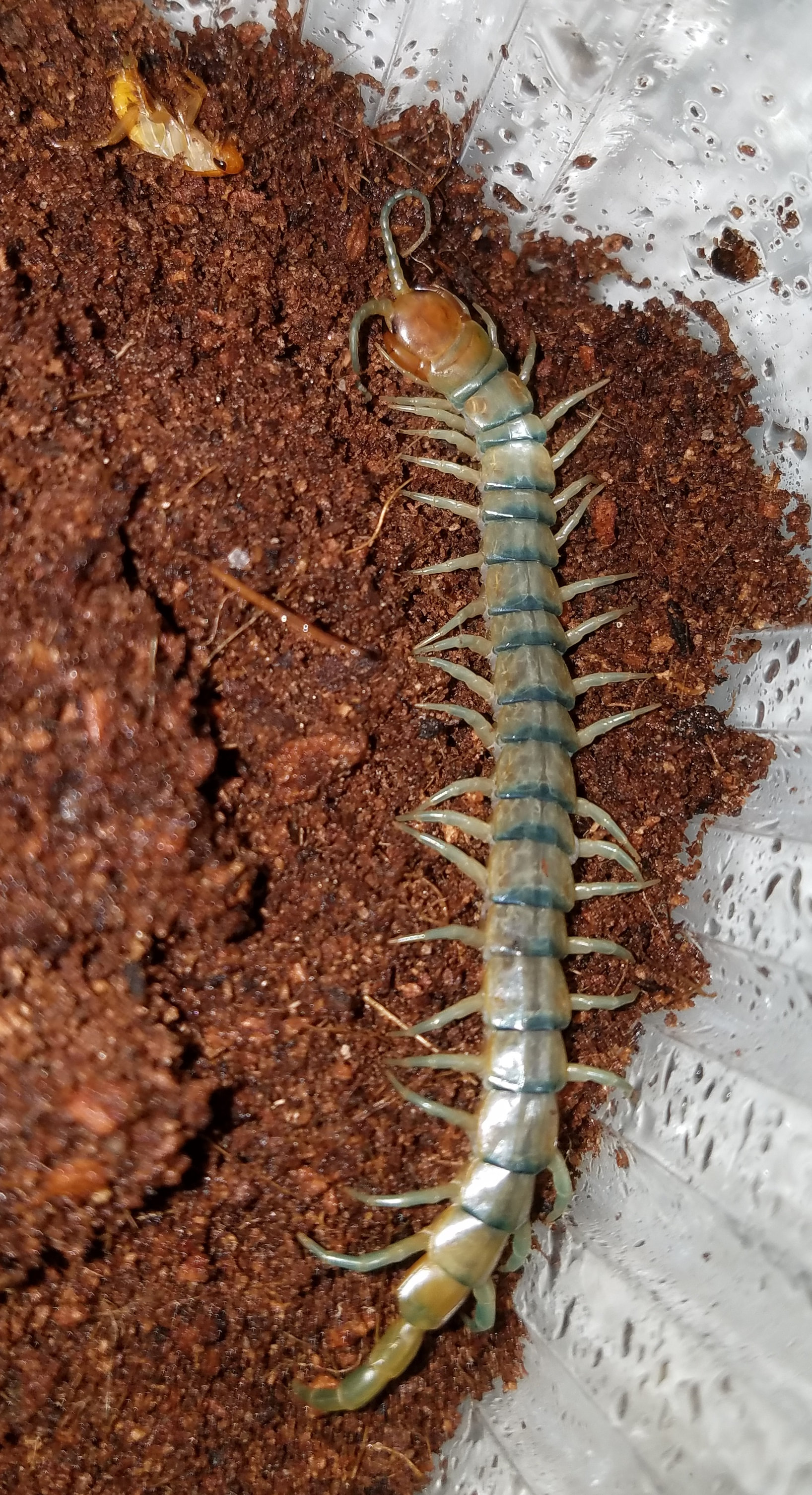 Scolopendra-polymorpha-for-sale